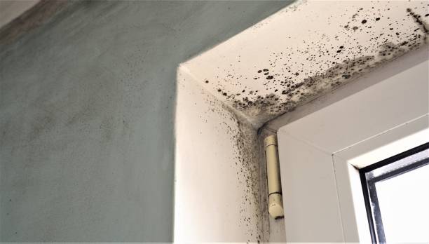 Best Attic Mold Removal  in Wilkesboro, NC