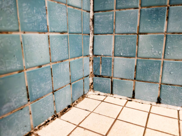 Best Mold Documentation for Insurance Claims  in Wilkesboro, NC