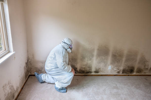 Asbestos and Lead Testing During Mold Inspection in Wilkesboro, NC