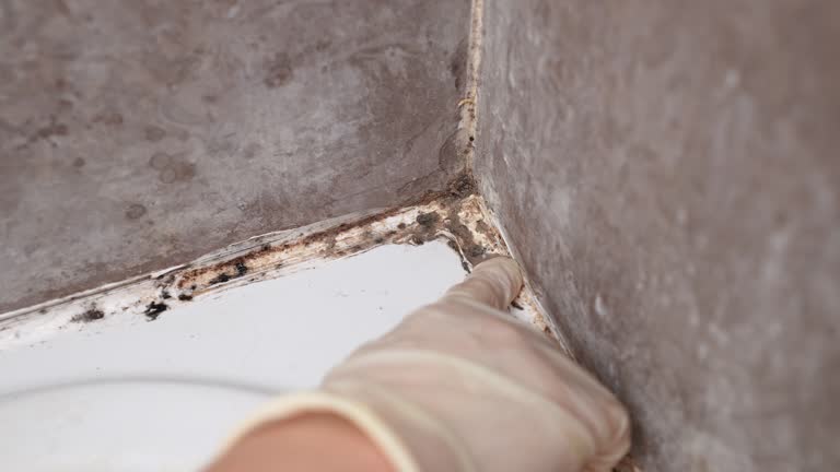 Best Basement Mold Removal  in Wilkesboro, NC